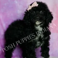 AKC Esme, a female Poodle - Miniature  for sale in Warsaw, IN – Photo 4 of 6