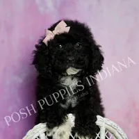 AKC Esme, a female Poodle - Miniature  for sale in Warsaw, IN – Photo 3 of 6