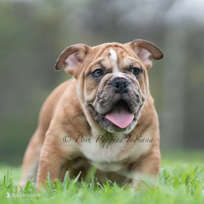 Bruiser AKC – English Bulldog puppy for sale in Warsaw, IN