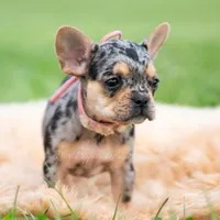 Cookie, a female French Bulldog for sale in Warsaw, IN – 4 of 6