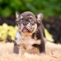 Princess Leia AKC, a female French Bulldog for sale in Warsaw, IN – 3 of 5