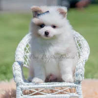 fizzle, a male Pomeranian for sale in Warsaw, IN – 3 of 6