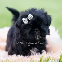 Teddy Bear AKC, a male Shih Tzu for sale in Warsaw, IN – 2 of 5