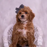 Milo, a male Poodle - Toy  for sale in Warsaw, IN – 5 of 5