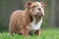 AKC Moose, a male English Bulldog for sale in Warsaw, IN – Photo 2 of 6