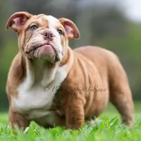 AKC Moose, a male English Bulldog for sale in Warsaw, IN – Photo 6 of 6