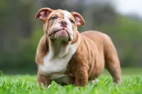 AKC Moose, a male English Bulldog for sale in Warsaw, IN – Photo 1 of 6