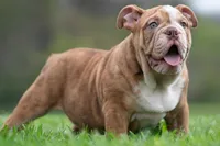 AKC Moose, a male English Bulldog for sale in Warsaw, IN – Photo 3 of 6