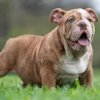 AKC Moose, a male English Bulldog for sale in Warsaw, IN – Photo 5 of 6