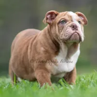 AKC Moose, a male English Bulldog for sale in Warsaw, IN – Photo 4 of 6