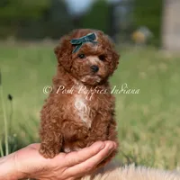 Tiny Waffles, a female Miniature Goldendoodle for sale in Warsaw, IN – 1 of 6