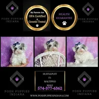 hufflepuff, a male Maltipoo for sale in Warsaw, IN – 4 of 9