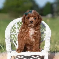 Tiny Waffles, a female Miniature Goldendoodle for sale in Warsaw, IN – 6 of 6