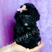 Dee dee, a female Poodle - Toy  for sale in Warsaw, IN – 8 of 8