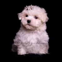 Tiny Dink, a male Maltese for sale in Warsaw, IN – 4 of 7