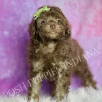 dillie, a male Poodle - Toy  for sale in Warsaw, IN – 6 of 6