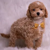 Marty, a male Poodle - Toy  for sale in Warsaw, IN – 5 of 5