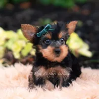 Suki, a male Yorkshire Terrier for sale in Warsaw, IN – 2 of 8