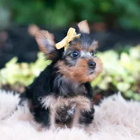 Momo, a male Yorkshire Terrier for sale in Warsaw, IN – 6 of 7