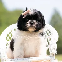 Penny, a female Shih Tzu for sale in Warsaw, IN – 2 of 4
