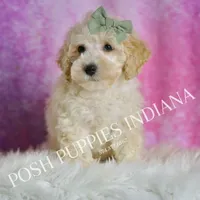 Gumdrop, a male Maltipoo for sale in Warsaw, IN – Photo 1 of 5