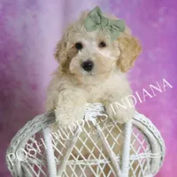 Gumdrop, a male Maltipoo for sale in Warsaw, IN – Photo 2 of 5