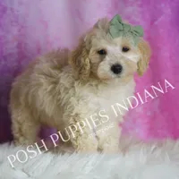 Gumdrop, a male Maltipoo for sale in Warsaw, IN – Photo 4 of 5