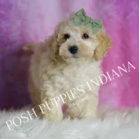 Gumdrop, a male Maltipoo for sale in Warsaw, IN – Photo 5 of 5