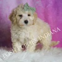 Gumdrop, a male Maltipoo for sale in Warsaw, IN – Photo 3 of 5