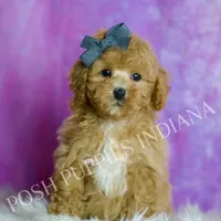 Blaze, a male Poodle - Toy  for sale in Warsaw, IN – 5 of 7