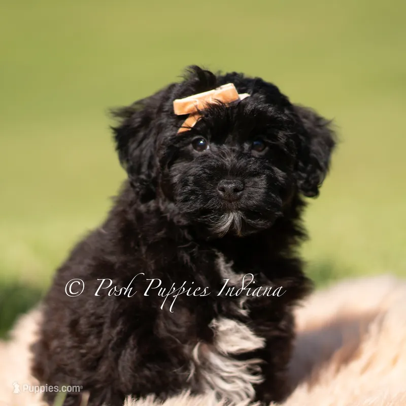 pixel – Yorkipoo puppy for sale in Warsaw, IN