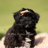 pixel, a male Yorkipoo for sale in Warsaw, IN – 1 of 6