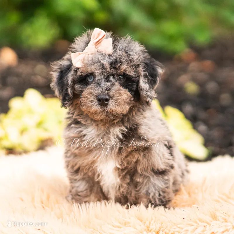 Mossmallow – Maltipoo puppy for sale in Warsaw, IN