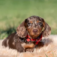 Artie AKC, a male Miniature Dachshund for sale in Warsaw, IN – 2 of 3