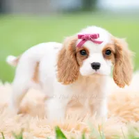 Maggie UABR, a female Cavalier King Charles Spaniel for sale in Warsaw, IN – 6 of 6