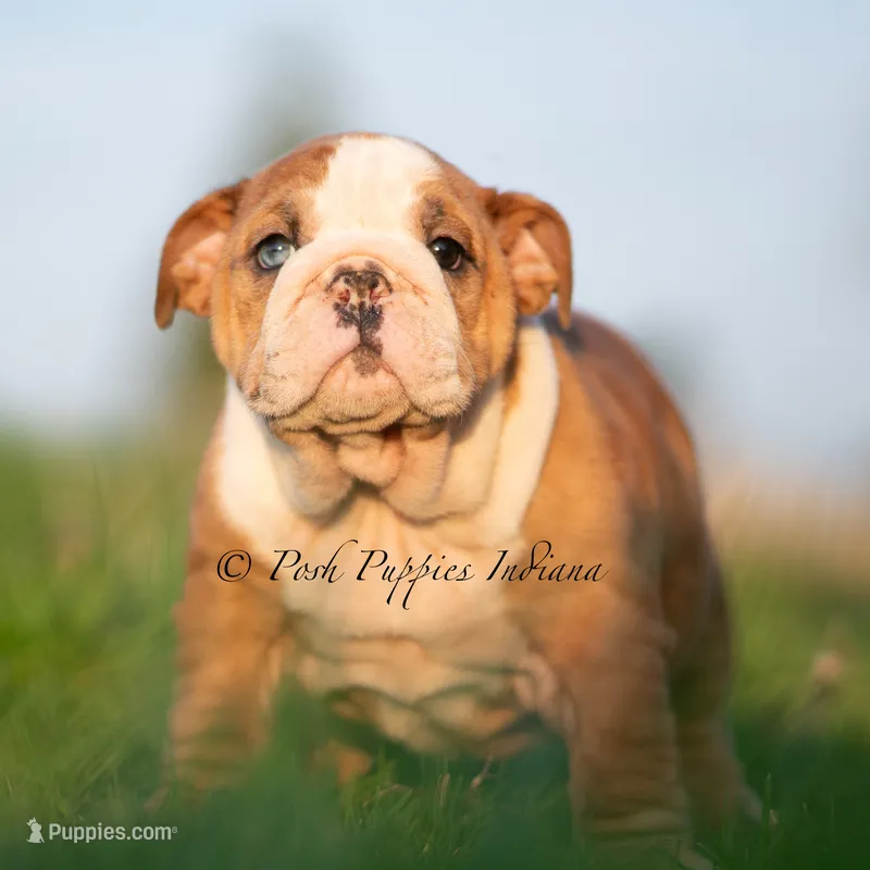 Mable – English Bulldog puppy for sale in Warsaw, IN