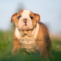 Mable, a female English Bulldog for sale in Warsaw, IN – 1 of 7
