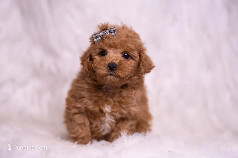Bravo – Maltipoo puppy for sale in Warsaw, IN