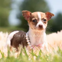 Pom Pom, a female Chihuahua for sale in Warsaw, IN – 2 of 5