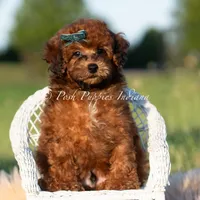 Burley AKC, a male Poodle - Toy  for sale in Warsaw, IN – 3 of 5
