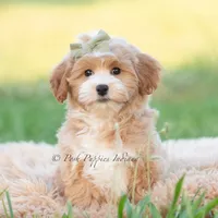 briggs, a male Poodle - Toy  for sale in Warsaw, IN – 1 of 6