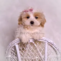 Willow, a female Maltipoo for sale in Warsaw, IN – 3 of 6