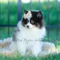 Nutella , a male Pomeranian for sale in Warsaw, IN – 3 of 7
