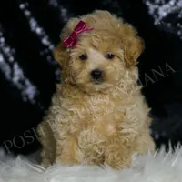 Veda, a female Maltipoo for sale in Warsaw, IN – Photo 4 of 4
