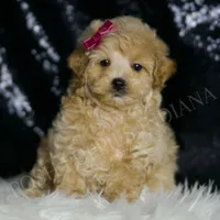 Veda, a female Maltipoo for sale in Warsaw, IN – Photo 3 of 4