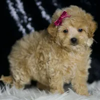 Veda, a female Maltipoo for sale in Warsaw, IN – Photo 2 of 4