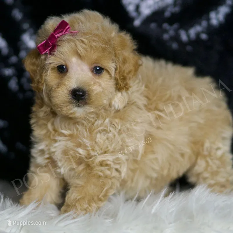 Veda – Maltipoo puppy for sale in Warsaw, IN