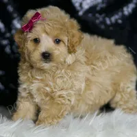 Veda, a female Maltipoo for sale in Warsaw, IN – Photo 1 of 4
