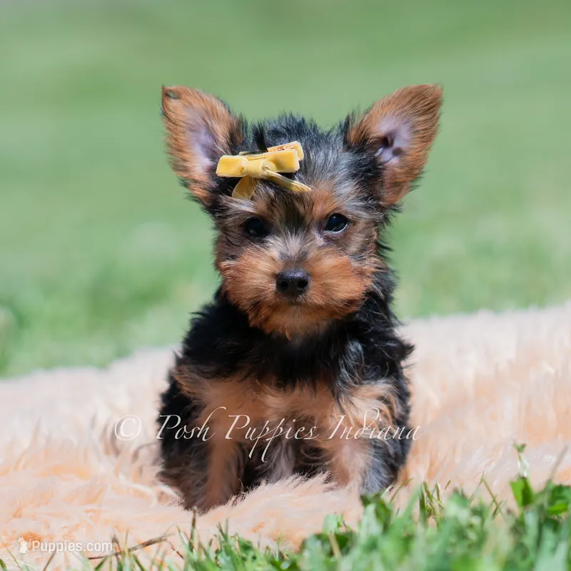 Copper – Yorkshire Terrier puppy for sale in Warsaw, IN