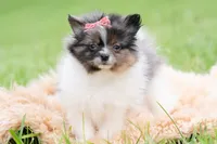 Fugi AKC, a female Pomeranian for sale in Warsaw, IN – 2 of 6